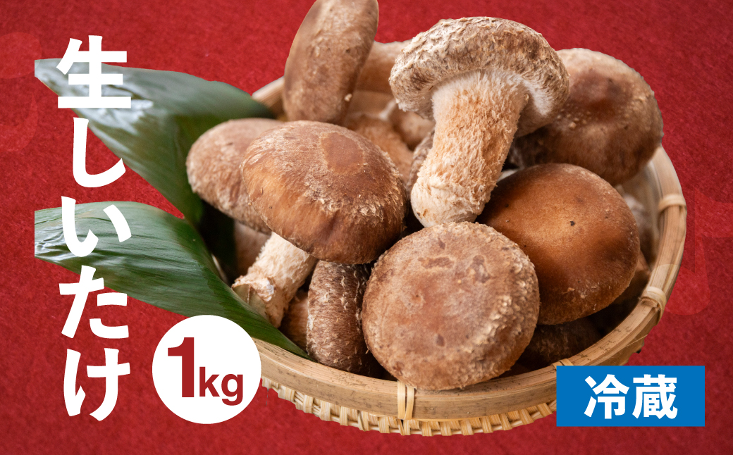 肉厚しいたけ 1kg 大垣椎茸 肉厚 ジューシー 1000g 栽培期間中 農薬不使用 新鮮 産地直送 産直 国産 野菜 きのこ 茸 キノコ しいたけ 野菜 炒め物 鍋 焼き椎茸焼き椎茸 煮物 鍋 炒め物 佃煮 うま煮 10000円 1万円 ベジファーム ゼロックス 岐阜県 大垣市