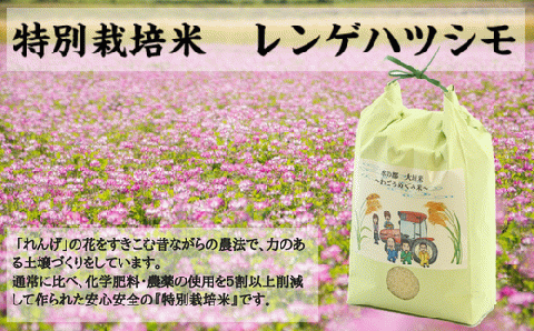 水の都 大垣米 ～わごうめぐみ米～ 5kg【特別栽培米レンゲハツシモ】 5kg