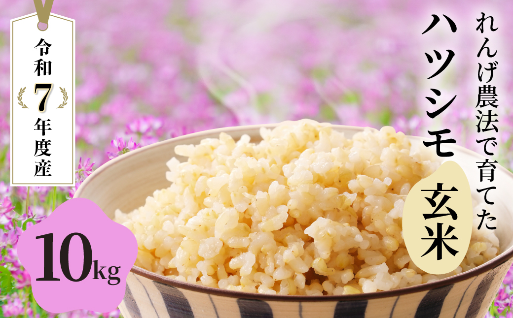 玄米 令和7年産 新米 10kg 玄米 単一原料米 れんげ ハツシモ 岐阜美濃の誇り れんげ育ちのハツシモ 米 新米 ごはん 白米 精米 お米 大黒屋 岐阜県 大垣市 10kg