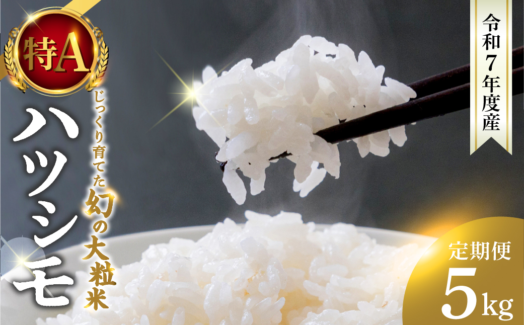 新米≪令和7年度産≫ お米 ハツシモ 5kg 3回 定期便 計15kg 〜水の都大垣の豊富な湧き水で育ったお米 〜 新米 ごはん 白米 精米 人気 美味しい 美濃 西濃 初霜 コシヒカリ の先輩 東の ササニシキ 西の ハツシモ DIB 岐阜県 大垣市 5キロ×3回