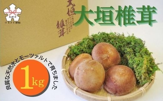 大垣椎茸　肉厚・ジューシー　1kg
