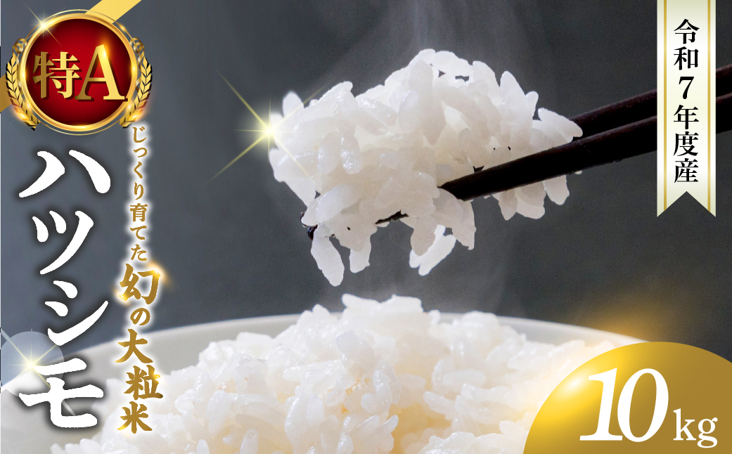 新米 令和7年度産 ハツシモ 10kg 水の都大垣の新米