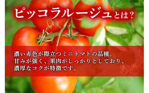 【先行予約】濃厚ミニトマト ピッコラ・ルージュ 900g | 減農薬栽培 フルーツトマト ミニトマト トマト 甘い 農家直送 産地直送 肉厚 糖度 高冷地  野菜 減農薬 飛騨高山 新葉ファーム FV008