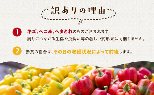 【2025年夏~秋 予約受付】訳あり 『 飛騨パプリカ 』 赤・黄ミックス 約6～10個( 規格外 傷 ) | 有機肥料 ひだパプリカ 国産 野菜 新鮮 緑黄色野菜 パプリカ 赤パプリカ 黄パプリカ BBQ 夏秋栽培 飛騨高山 山腰農園 GD003
