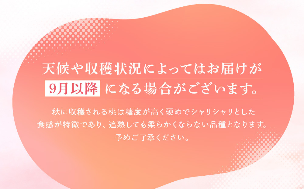 【2026年先行受付】飛騨のたからもも  糖度11度以上（2玉）| 朝採り 桃 もも 極上の甘さ 濃厚 甘い 贈答 農家直送 飛騨の朝採り桃 飛騨高山 つむぎ果樹園 GH012