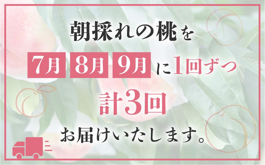 【定期便】全3回 飛騨のたからもも 特上 糖度15度以上（2玉×3回） ※7月・8月・9月お届け | 桃 朝採れ 白桃 もも フルーツ ギフト 果物 人気 おまかせ 飛騨桃 飛騨高山 つむぎ果樹園 GH100