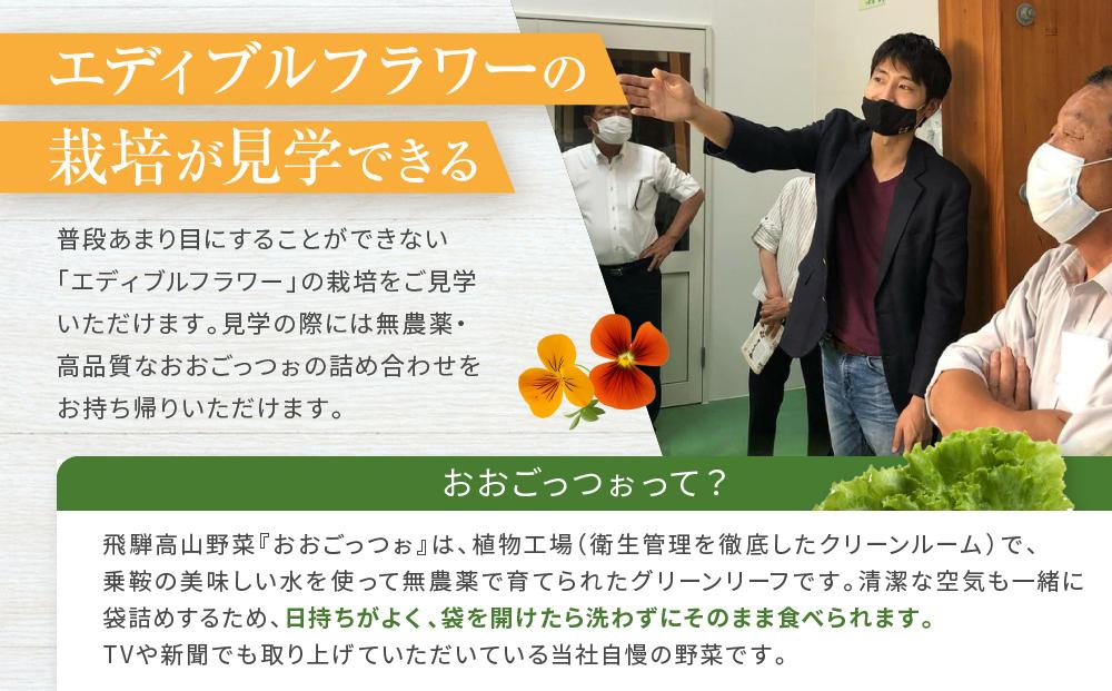 飛騨高山野菜『おおごっつぉ』付植物工場見学（大人２人、小人１人）| 工場見学 体験学習 長期連休 グリーンリーフ 園芸 チケット 旅行 飛騨高山 株式会社FDS HS005