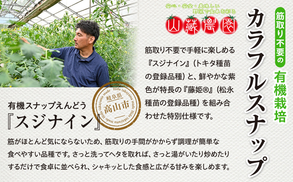 春の食卓を彩る 飛騨高山産 有機栽培スナップエンドウ 1kg（緑色・紫色の混合）（春限定・5〜6月発送）｜新鮮 春野菜 旬の味覚 えんどう 彩り野菜 山藏農園 JC020