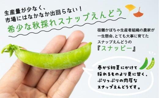【数量限定】≪10月頃より発送開始≫ 飛騨高山産 希少！晩秋すくなスナッピー1kg ( スナップえんどう ) | 野菜 旬 新鮮 産地直送 期間限定 飛騨 高山 エンドウ 豆 スナックエンドウ えんどう豆 秋野菜 飛騨高山 宿儺さま KA002