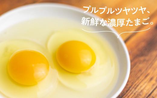 定期便 6ヶ月 平飼い 自然卵 24個 セット たまご 卵 飛騨高山 森のたまご農園 LW101