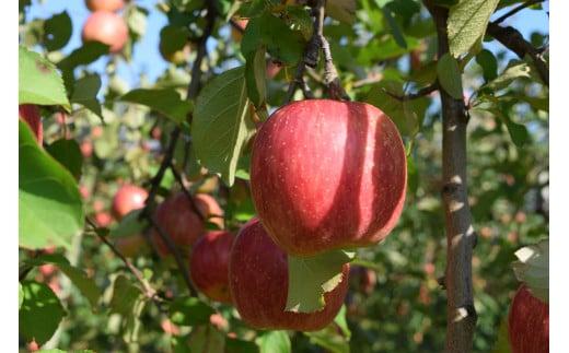 飛騨りんご100% ストレートジュース 1L×3本 | ピュアな逸品をどうぞ リンゴジュース 林檎 りんご ジュース 果汁100% 飛騨 飛騨高山 ひだ桃源郷 CN001