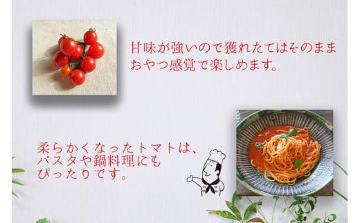 【先行予約】濃厚ミニトマト ピッコラ・ルージュ 900g | 減農薬栽培 フルーツトマト ミニトマト トマト 甘い 農家直送 産地直送 肉厚 糖度 高冷地  野菜 減農薬 飛騨高山 新葉ファーム FV008