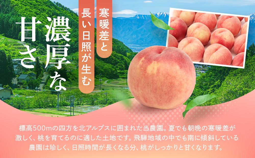【2026年発送・先行受付】【訳あり】飛騨の桃（4-8玉) 糖度11度以上 品種おまかせ ご家庭用｜桃 もも 極上の甘さ 濃厚な甘さ 甘い 訳アリ 規格外 朝採り 朝採れ農家直送 飛騨高山 つむぎ果樹園 GH009