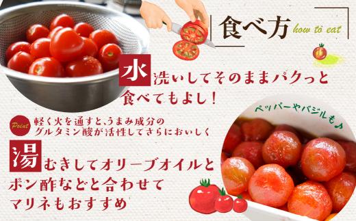 【2026年夏 先行予約】（6月中旬から順次発送予定）飛騨高山産 有機栽培トマト「彩りトマト」 2kg | ミディトマト ミニトマト 詰合せ ミックス 樹熟 5種類以上 食べ比べ 野菜 飛騨高山 山藏農園 JC008