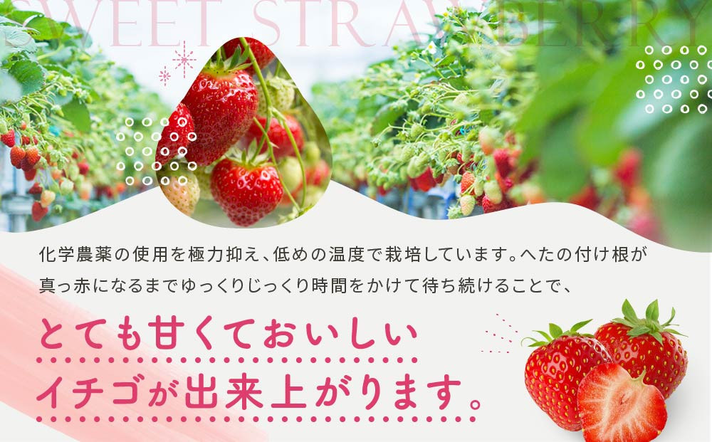 【いちご大粒12粒】朝摘み! 濃厚紅ほっぺ 約450g×1パック（数量限定／先行予約／1月〜4月発送）| いちご フルーツ 大粒 おいしい ハウス栽培 飛騨高山 m BerryFarm KL002
