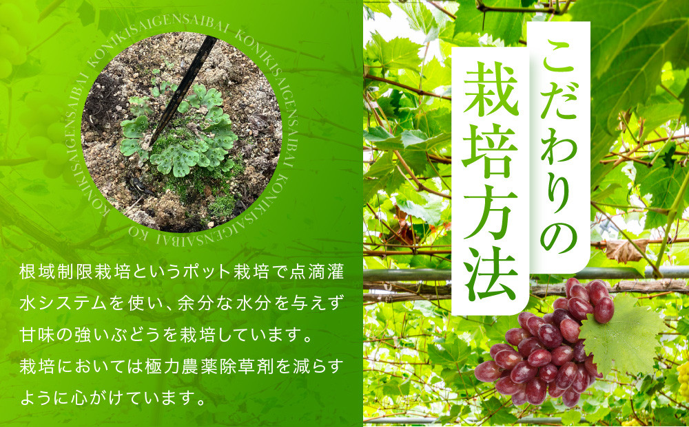 ＜先行予約＞ シャインマスカット 1kg | ぶどう 朝採れ フルーツ ブドウ 種無し 高糖度 大粒 おいしい 人気 飛騨高山 ぶどうマルシェTSUZUKU SK003