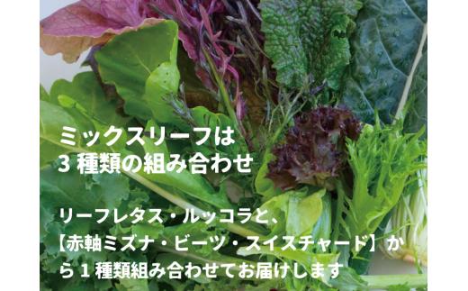 ＜牧成舎定期便 3カ月＞飛騨の新鮮モッツァレラ＆フレッシュ野菜 セット 3回お届け モッツァレラチーズ 野菜 チーズ ミックスリーフ 無農薬野菜 無農薬飛騨高山 牧成舎 DF100