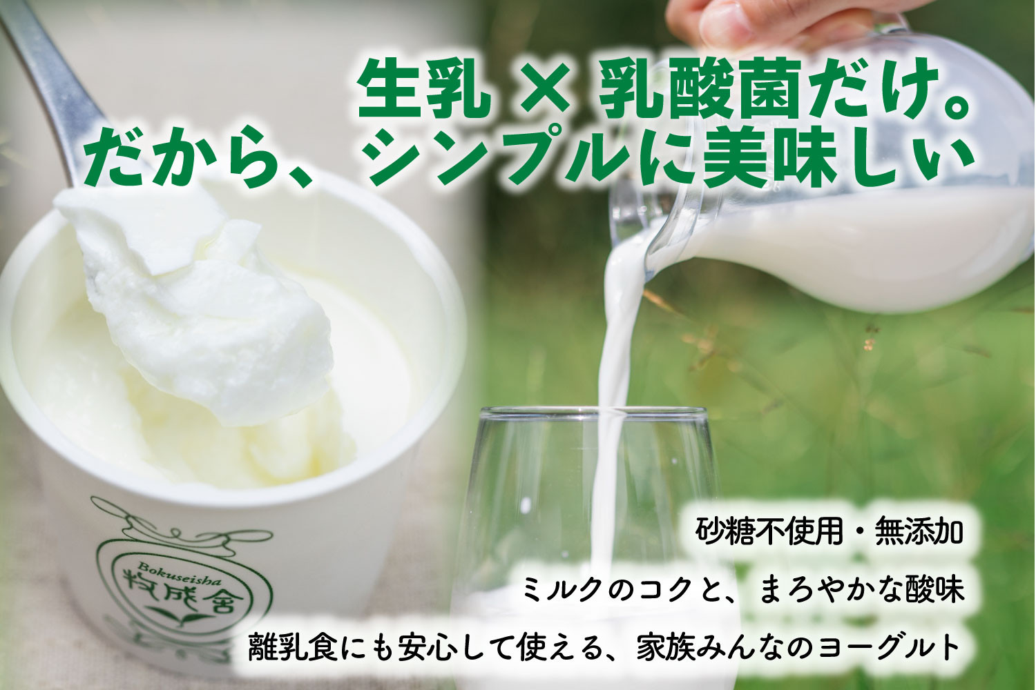 【10か月定期便】牧成舎のプレーンヨーグルト（砂糖不使用）12個入り 牧成舎 DF226