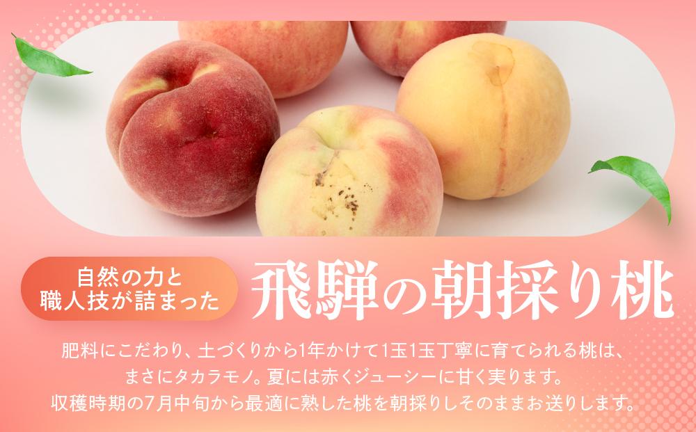 【2026年発送・先行受付】【訳あり】飛騨の桃（4-8玉) 糖度11度以上 品種おまかせ ご家庭用｜桃 もも 極上の甘さ 濃厚な甘さ 甘い 訳アリ 規格外 朝採り 朝採れ農家直送 飛騨高山 つむぎ果樹園 GH009