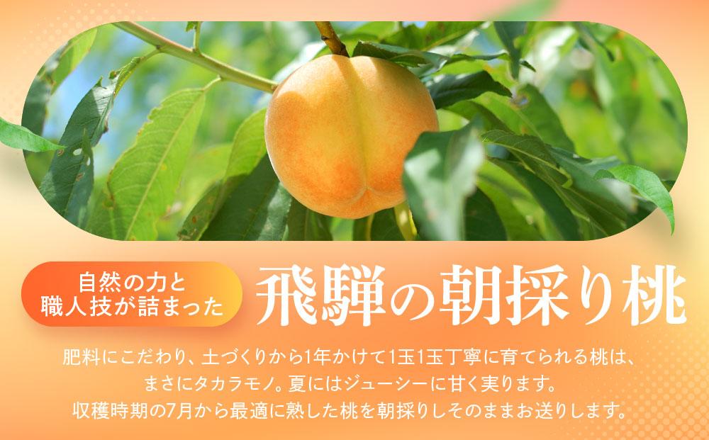 【2026年発送・先行受付】飛騨のたから桃（4-8玉）糖度15度以上 黄桃｜桃 もも おうとう 極上の甘さ 濃厚な甘さ 甘い 贈答 高級 特選 朝採り 飛騨の朝採り桃 朝採れ農家直送 飛騨高山 つむぎ果樹園 GH011