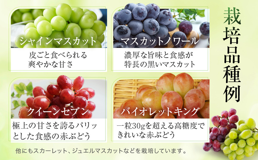 ＜先行予約＞ ぶどう彩り2～3種詰め合わせ 1kg | 品種おまかせ 朝採れ フルーツ 果物 食品 おいしい 人気 シャインマスカット マスカット 飛騨高山 ぶどうマルシェTSUZUKU SK001