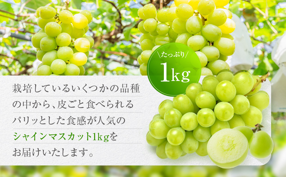 ＜先行予約＞ シャインマスカット 1kg | ぶどう 朝採れ フルーツ ブドウ 種無し 高糖度 大粒 おいしい 人気 飛騨高山 ぶどうマルシェTSUZUKU SK003