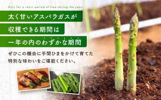 【2026年発送・先行受付】2Lサイズ以上 ひだっこアスパラガス 0.5kg | アスパラ 野菜 やさい 産地直送 春 夏野菜 採れたて グリーンアスパラガス 期間限定 人気 おいしい ひだっこの里 CM003VC01