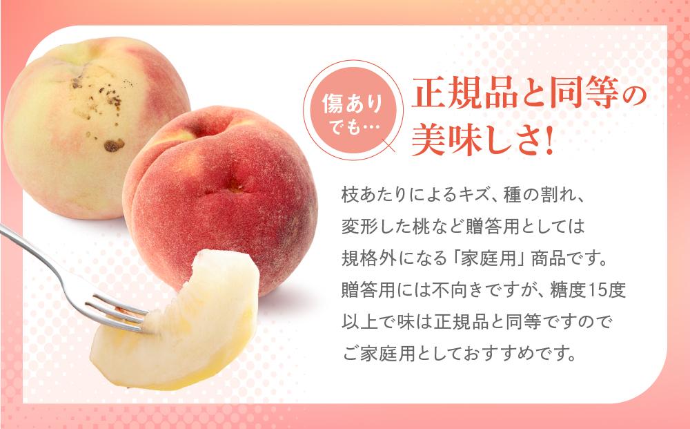 【2026年発送・先行受付】【訳あり】飛騨の桃（4-8玉）糖度15度以上 品種おまかせ ご家庭用｜桃 もも 極上の甘さ 濃厚な甘さ 甘い 訳アリ 規格外 朝採り 朝採れ農家直送 飛騨高山つむぎ果樹園 GH010
