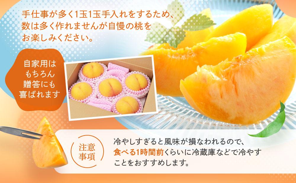 【2026年発送・先行受付】飛騨のたから桃（4-8玉）糖度15度以上 黄桃｜桃 もも おうとう 極上の甘さ 濃厚な甘さ 甘い 贈答 高級 特選 朝採り 飛騨の朝採り桃 朝採れ農家直送 飛騨高山 つむぎ果樹園 GH011