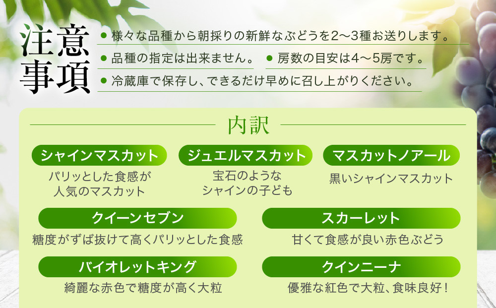 ＜先行予約＞ ぶどう彩り2～3種詰め合わせ 2kg | 品種おまかせ 朝採れ フルーツ 果物 食品 おいしい 人気 シャインマスカット マスカット 飛騨高山 ぶどうマルシェTSUZUKU SK002