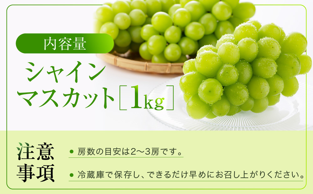 ＜先行予約＞ シャインマスカット 1kg | ぶどう 朝採れ フルーツ ブドウ 種無し 高糖度 大粒 おいしい 人気 飛騨高山 ぶどうマルシェTSUZUKU SK003