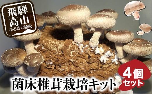 菌床椎茸栽培キット 4個セット | しいたけ シイタケ 椎茸 栽培キット 栽培 菌床 しいたけ菌 椎茸菌 夏休み 自由研究 飛騨高山きのこの里 GK002