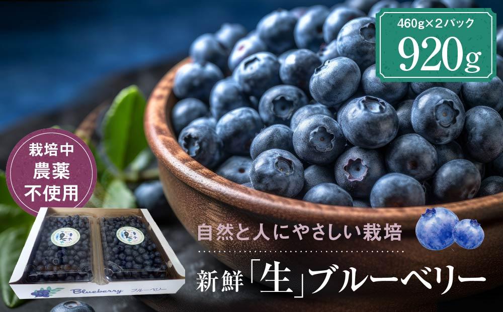 【2026年発送先行受付】治助ファームの北部ハイブッシュブルーベリー「生果実」460g×2パック（栽培中農薬不使用）| ブルーベリー 果物 果実 完熟 フルーツ 飛騨高山 治助ファーム LJ002