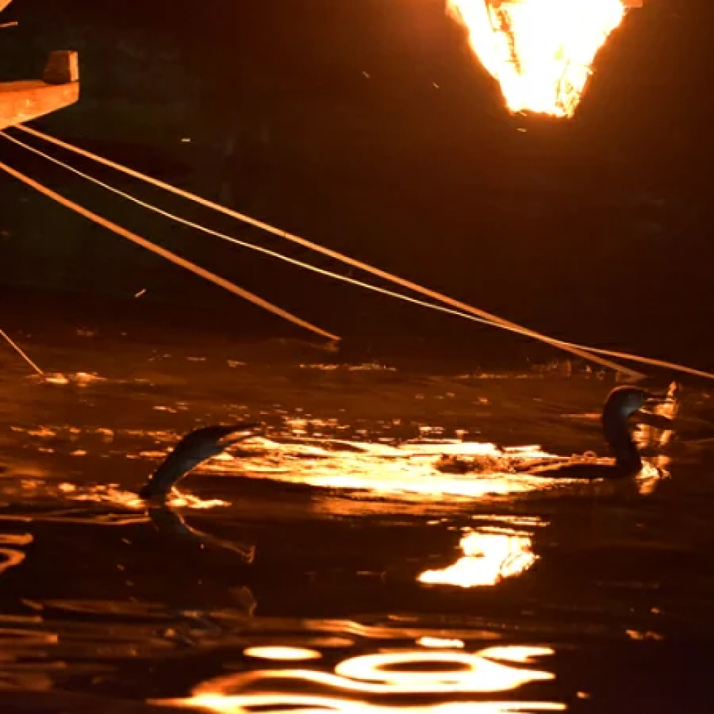 小瀬鵜飼観覧乗船券 大人1名分