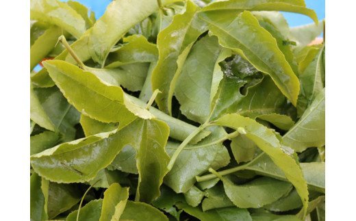 S10-19 手摘みパッションフルーツ茶 5パック