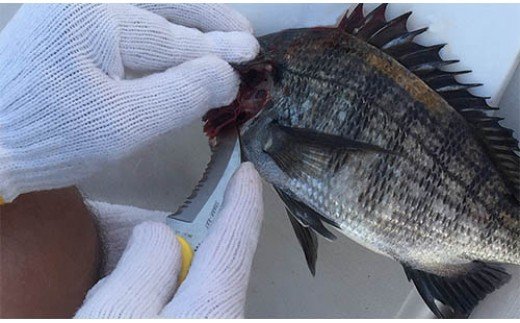 H34-08 サビナイフ9 SHARK-RAY（シャークレイ）（イエロー）