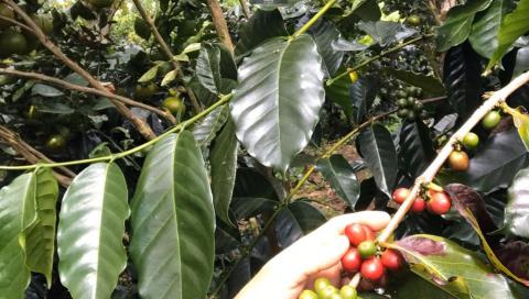 【定期便】カフェ・アダチ コーヒー豆 （200g×12ヶ月）