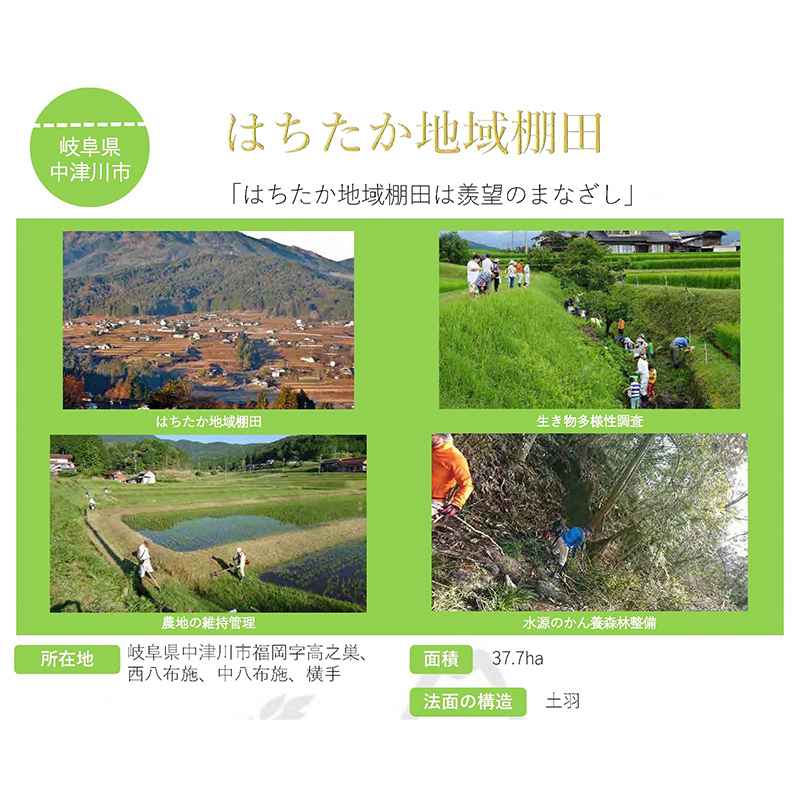 【6回定期便】岐阜県産 棚田米 1等米コシヒカリ はちたか米 精米5kg F4N-2580