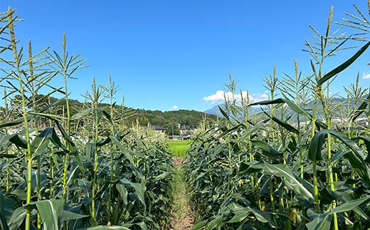 【2026年夏発送予約】生で食べられる白い宝石 中津川産プレミアム 純白とうもろこし おおもの白 4kgセット 朝採り 即日冷蔵発送 数量限定 F4N-2369