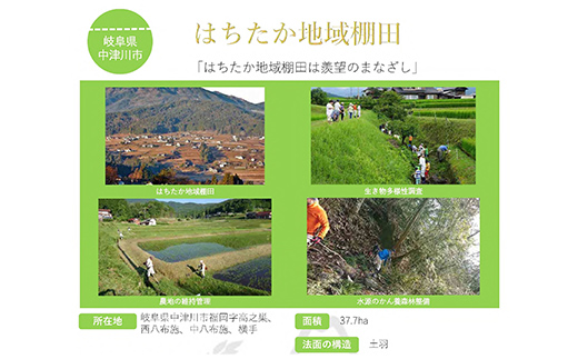 【6回定期便】岐阜県産 棚田米 1等米コシヒカリ はちたか米 玄米5kg F4N-2622