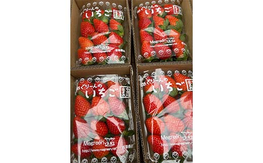 【数量限定】産地直送!！めぐりーんの完熟いちご（章姫） 4パック F4N-2735