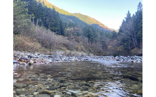 いのちの壱 3kg 加子母産 F4N-2737