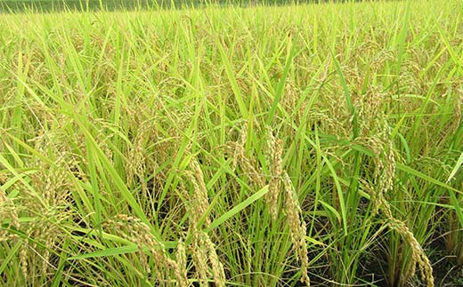 〈農事組合法人 阿木特産営農〉お米（コシヒカリ） 3kg 数量限定 こしひかり 中津川産 岐阜 こめ コメ 白米 精米 F4N-2498