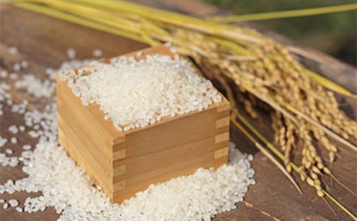 岐阜県中津川産 お米 清水1号 5Kg 米 お米 コメ ごはん ご飯 食品 F4N-2574