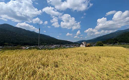 加子母産「いのちの壱」2kg F4N-2717