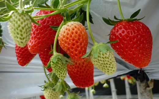 【数量限定】産地直送!！めぐりーんの完熟いちご（章姫） 4パック F4N-2735