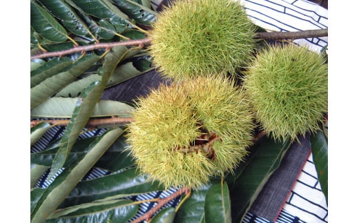 【ふるさと納税限定】 中津川栗きんとん10個・お茶セット 御菓子司美濃屋 F4N-2378