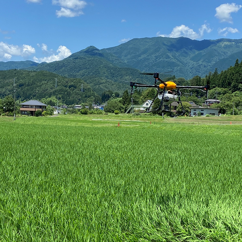 【6回定期便】岐阜県産 棚田米 1等米コシヒカリ はちたか米 精米5kg F4N-2580