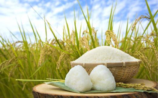 岐阜県中津川産 お米 清水1号 5Kg 米 お米 コメ ごはん ご飯 食品 F4N-2574