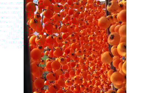 【2026年2月お届け】 御菓子所 川上屋 柿の美きんとん 15個入り F4N-1907